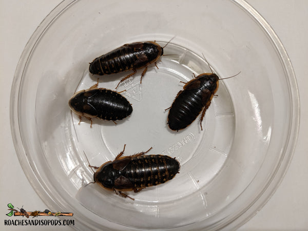 [Premium Quality Dubia Roaches & Isopods With Free Shipping & Live Arrival Guarantee]-ROACHESANDISOPODS.COM