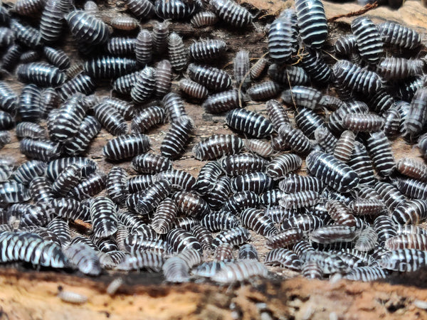[Premium Quality Dubia Roaches & Isopods With Free Shipping & Live Arrival Guarantee]-ROACHESANDISOPODS.COM