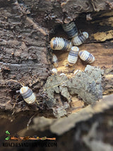 [Premium Quality Dubia Roaches & Isopods With Free Shipping & Live Arrival Guarantee]-ROACHESANDISOPODS.COM