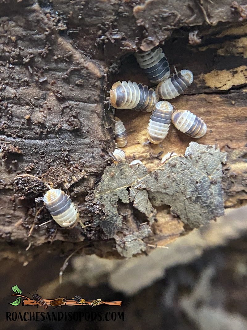 [Premium Quality Dubia Roaches & Isopods With Free Shipping & Live Arrival Guarantee]-ROACHESANDISOPODS.COM