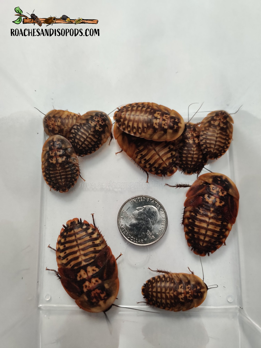 [Premium Quality Dubia Roaches & Isopods With Free Shipping & Live Arrival Guarantee]-ROACHESANDISOPODS.COM