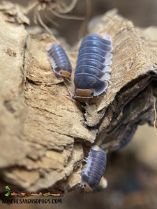 [Premium Quality Dubia Roaches & Isopods With Free Shipping & Live Arrival Guarantee]-ROACHESANDISOPODS.COM