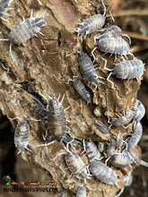 Load image into Gallery viewer, [Premium Quality Dubia Roaches &amp; Isopods With Free Shipping &amp; Live Arrival Guarantee]-ROACHESANDISOPODS.COM