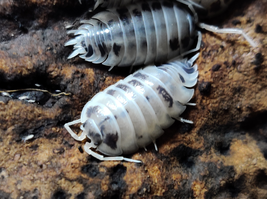 [Premium Quality Dubia Roaches & Isopods With Free Shipping & Live Arrival Guarantee]-ROACHESANDISOPODS.COM