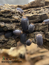 Load image into Gallery viewer, [Premium Quality Dubia Roaches &amp; Isopods With Free Shipping &amp; Live Arrival Guarantee]-ROACHESANDISOPODS.COM