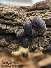 Load image into Gallery viewer, [Premium Quality Dubia Roaches &amp; Isopods With Free Shipping &amp; Live Arrival Guarantee]-ROACHESANDISOPODS.COM