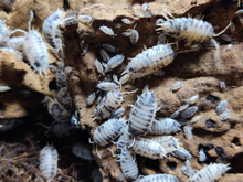 Load image into Gallery viewer, [Premium Quality Dubia Roaches &amp; Isopods With Free Shipping &amp; Live Arrival Guarantee]-ROACHESANDISOPODS.COM