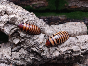 [Premium Quality Dubia Roaches & Isopods With Free Shipping & Live Arrival Guarantee]-ROACHESANDISOPODS.COM