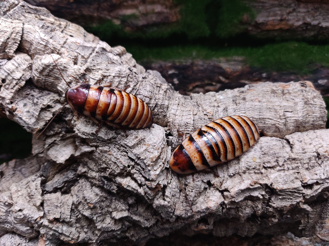 [Premium Quality Dubia Roaches & Isopods With Free Shipping & Live Arrival Guarantee]-ROACHESANDISOPODS.COM