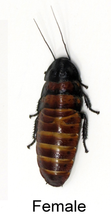 Load image into Gallery viewer, [Premium Quality Dubia Roaches &amp; Isopods With Free Shipping &amp; Live Arrival Guarantee]-ROACHESANDISOPODS.COM