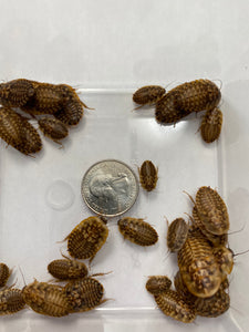 [Premium Quality Dubia Roaches & Isopods With Free Shipping & Live Arrival Guarantee]-ROACHESANDISOPODS.COM