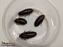 Load image into Gallery viewer, [Premium Quality Dubia Roaches &amp; Isopods With Free Shipping &amp; Live Arrival Guarantee]-ROACHESANDISOPODS.COM