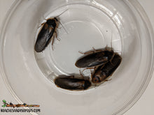 Load image into Gallery viewer, [Premium Quality Dubia Roaches &amp; Isopods With Free Shipping &amp; Live Arrival Guarantee]-ROACHESANDISOPODS.COM