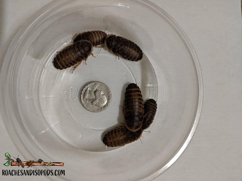 [Premium Quality Dubia Roaches & Isopods With Free Shipping & Live Arrival Guarantee]-ROACHESANDISOPODS.COM