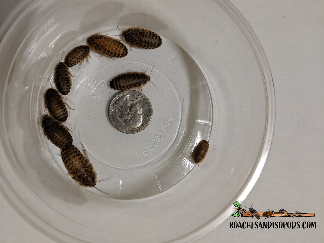 [Premium Quality Dubia Roaches & Isopods With Free Shipping & Live Arrival Guarantee]-ROACHESANDISOPODS.COM