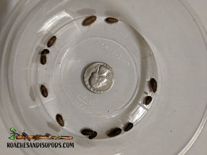 [Premium Quality Dubia Roaches & Isopods With Free Shipping & Live Arrival Guarantee]-ROACHESANDISOPODS.COM