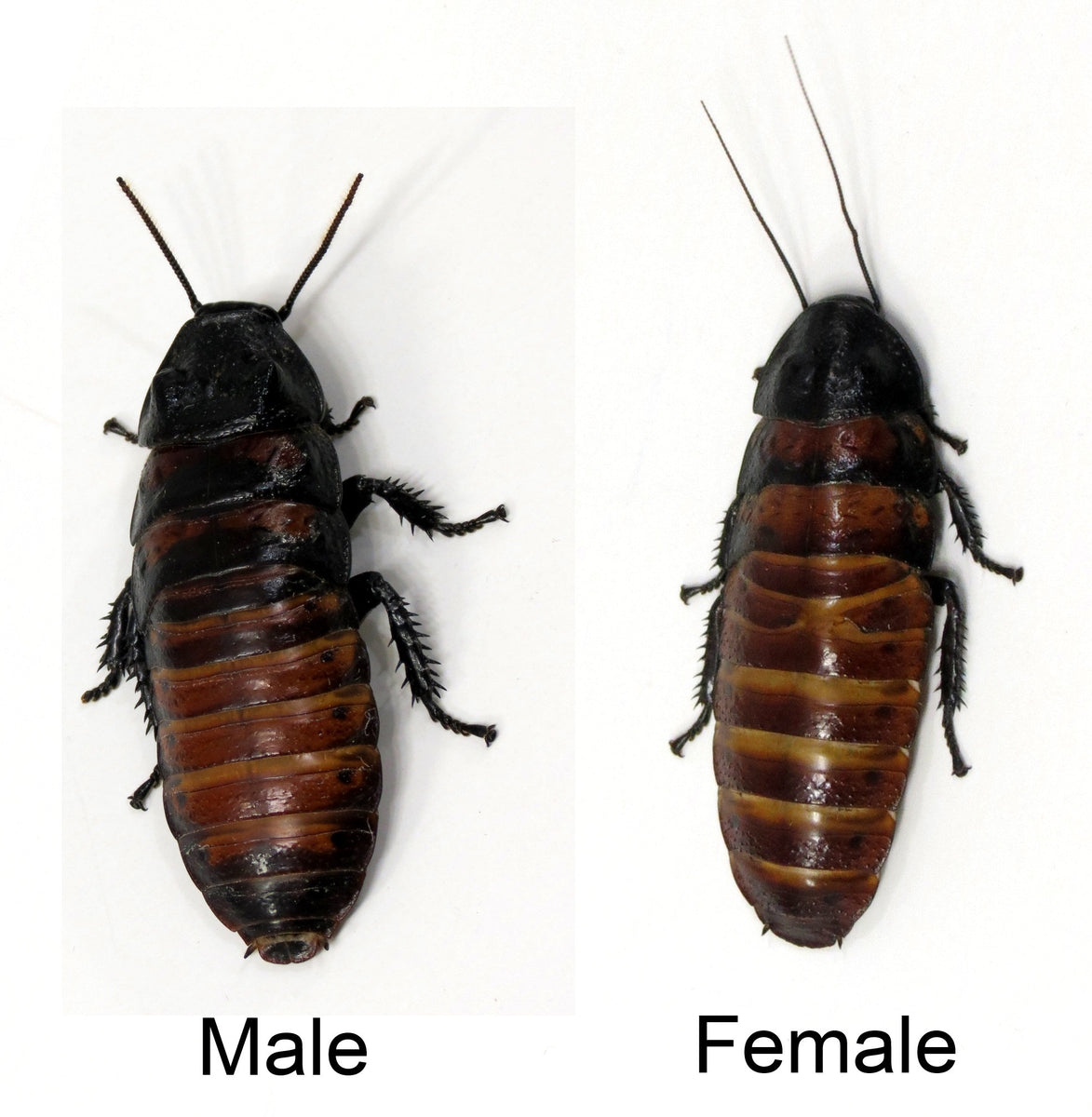 Madagascar Hissing Cockroach Adult Male and Female Breeding Pair ...