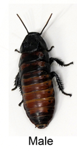 Load image into Gallery viewer, [Premium Quality Dubia Roaches &amp; Isopods With Free Shipping &amp; Live Arrival Guarantee]-ROACHESANDISOPODS.COM