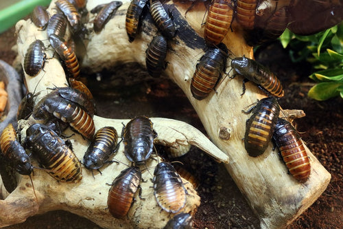 [Premium Quality Dubia Roaches & Isopods With Free Shipping & Live Arrival Guarantee]-ROACHESANDISOPODS.COM