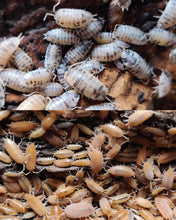 Load image into Gallery viewer, [Premium Quality Dubia Roaches &amp; Isopods With Free Shipping &amp; Live Arrival Guarantee]-ROACHESANDISOPODS.COM