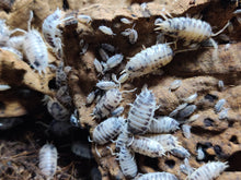 Load image into Gallery viewer, [Premium Quality Dubia Roaches &amp; Isopods With Free Shipping &amp; Live Arrival Guarantee]-ROACHESANDISOPODS.COM