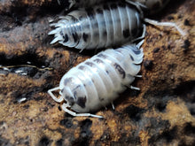 Load image into Gallery viewer, [Premium Quality Dubia Roaches &amp; Isopods With Free Shipping &amp; Live Arrival Guarantee]-ROACHESANDISOPODS.COM