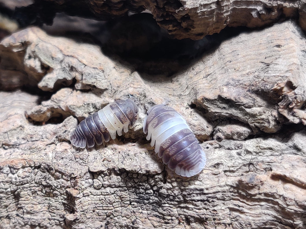 [Premium Quality Dubia Roaches & Isopods With Free Shipping & Live Arrival Guarantee]-ROACHESANDISOPODS.COM