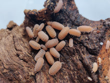 Load image into Gallery viewer, [Premium Quality Dubia Roaches &amp; Isopods With Free Shipping &amp; Live Arrival Guarantee]-ROACHESANDISOPODS.COM