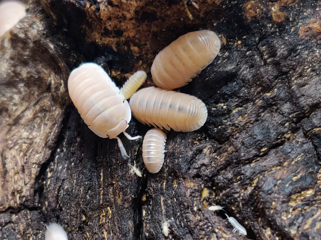 [Premium Quality Dubia Roaches & Isopods With Free Shipping & Live Arrival Guarantee]-ROACHESANDISOPODS.COM