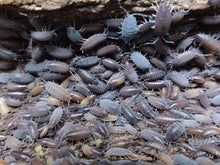 Load image into Gallery viewer, [Premium Quality Dubia Roaches &amp; Isopods With Free Shipping &amp; Live Arrival Guarantee]-ROACHESANDISOPODS.COM