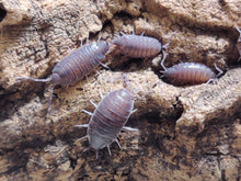 Load image into Gallery viewer, [Premium Quality Dubia Roaches &amp; Isopods With Free Shipping &amp; Live Arrival Guarantee]-ROACHESANDISOPODS.COM