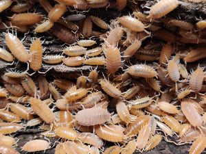 [Premium Quality Dubia Roaches & Isopods With Free Shipping & Live Arrival Guarantee]-ROACHESANDISOPODS.COM