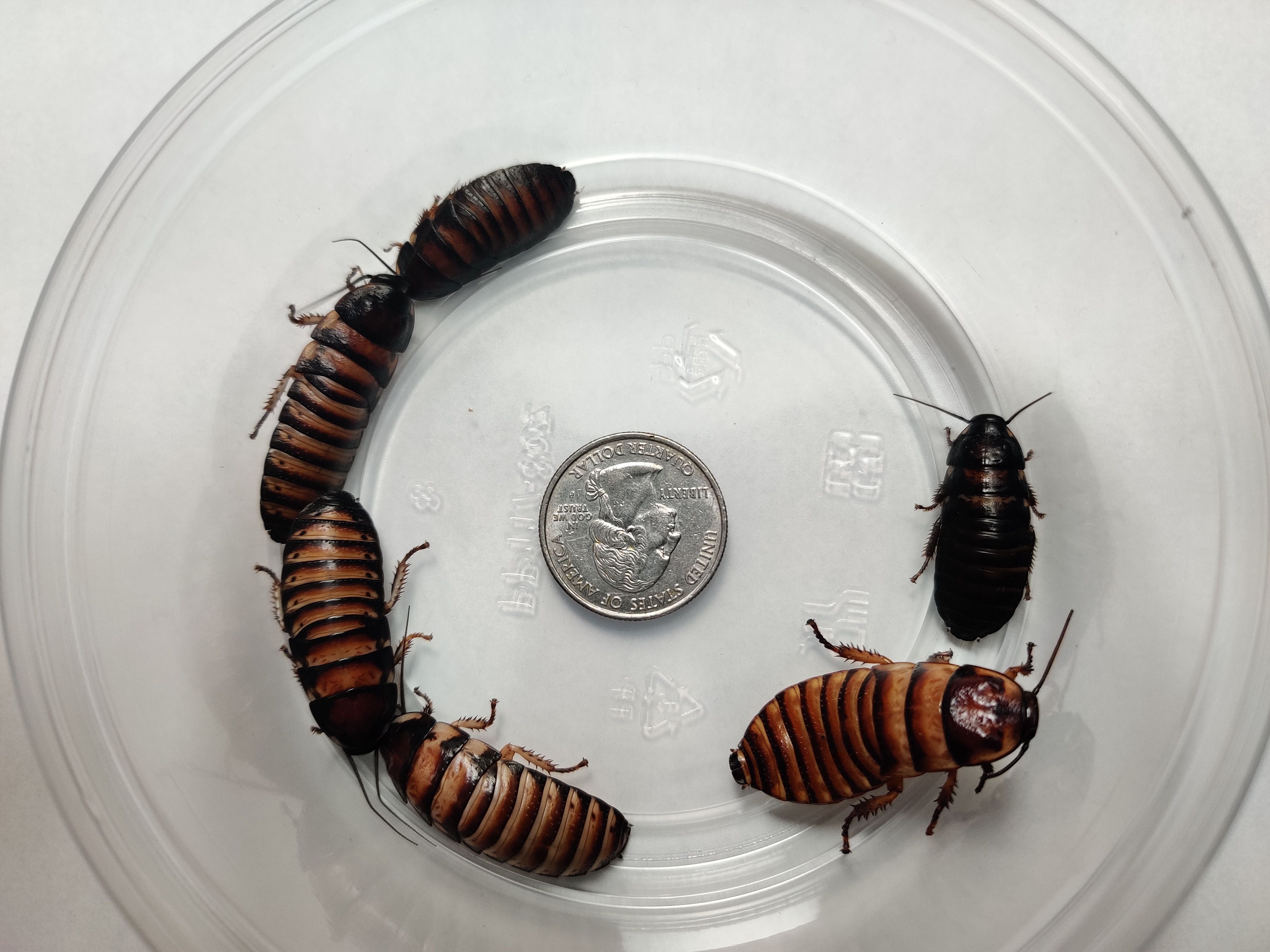 Halloween Hissing Cockroach Medium Nymphs up to 1