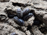 [Premium Quality Dubia Roaches & Isopods With Free Shipping & Live Arrival Guarantee]-ROACHESANDISOPODS.COM