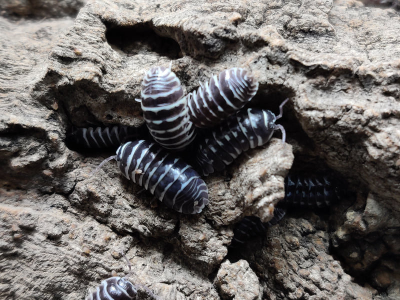 [Premium Quality Dubia Roaches & Isopods With Free Shipping & Live Arrival Guarantee]-ROACHESANDISOPODS.COM