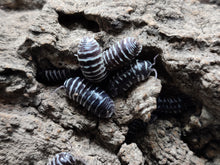 Load image into Gallery viewer, [Premium Quality Dubia Roaches &amp; Isopods With Free Shipping &amp; Live Arrival Guarantee]-ROACHESANDISOPODS.COM