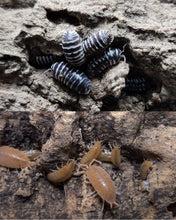 Load image into Gallery viewer, [Premium Quality Dubia Roaches &amp; Isopods With Free Shipping &amp; Live Arrival Guarantee]-ROACHESANDISOPODS.COM