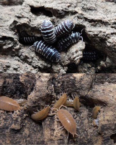 [Premium Quality Dubia Roaches & Isopods With Free Shipping & Live Arrival Guarantee]-ROACHESANDISOPODS.COM